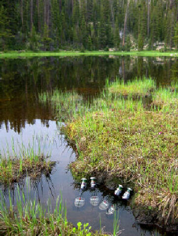 Adult beverage cooling in a mountain lake.